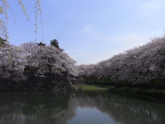 名古屋城の桜