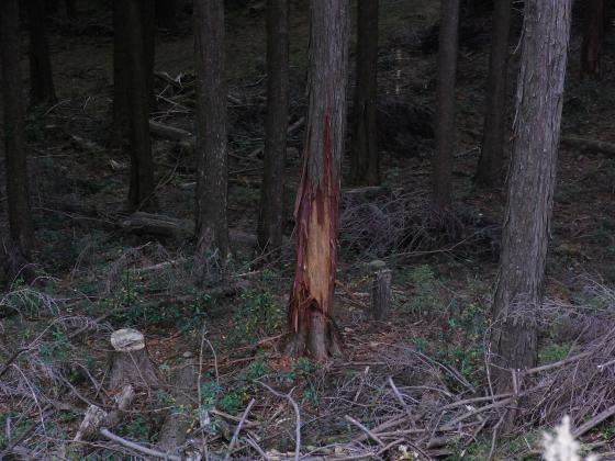 鹿が根元付近の皮を食べた跡