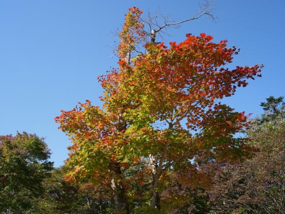 餷